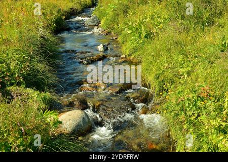 Le pietre bloccano un turbolento torrente di montagna che scorre attraverso un'ampia radura con erba alta in una limpida giornata estiva. Malaya Buiba River, Ergaki Nature P Foto Stock