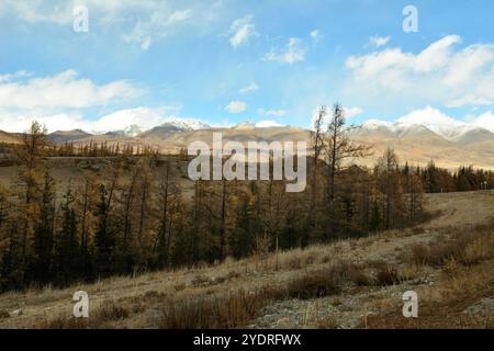 Una fila di larici gialli su un dolce pendio di una montagna che si affaccia su vette pittoresche in una giornata d'autunno nuvolosa. Altai, Siberia, Russia. Foto Stock