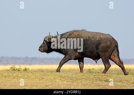 Un bufalo africano (Syncerus caffer) che cammina nell'habitat naturale del Chobe National Park, Botswana Foto Stock