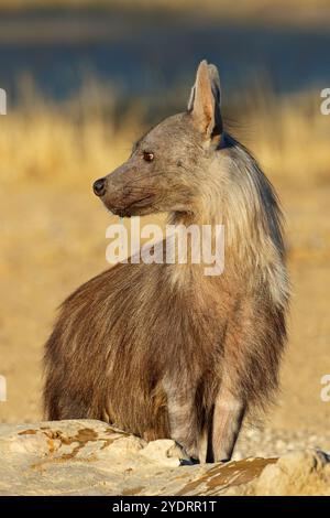 Un avviso iena marrone (Hyaena brunnea), Deserto Kalahari, Sud Africa Foto Stock