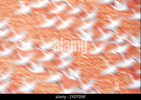 Carta giapponese con motivi di gru Foto Stock