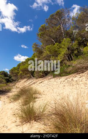 Pini nelle dune vicino a Cala Mesquida, Isola di Maiorca, Spagna Foto Stock