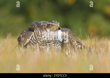 L'Accipitro gentilis del goshawk eurasiatico preda della fauna selvatica predatore della natura bellissimo animale ornitologia dell'avvistamento Europa Foto Stock