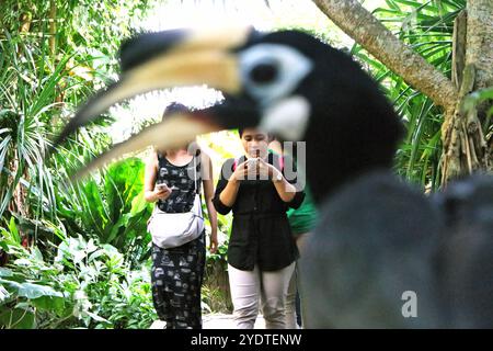 I visitatori vengono fotografati mentre camminano su un sentiero, in primo piano di un carpino orientale (Anthracoceros albirostris) allo zoo di Bali a Singapadu, Sukawati, Gianyar, Bali, Indonesia. Foto Stock