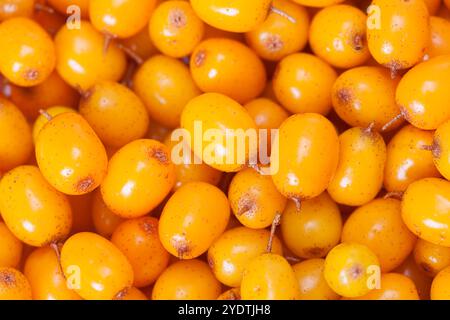 Sfondo full frame di succose bacche di spinone marino Foto Stock