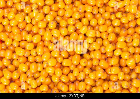 Sfondo a cornice completa di frutti di bosco arancio-spinoso Foto Stock