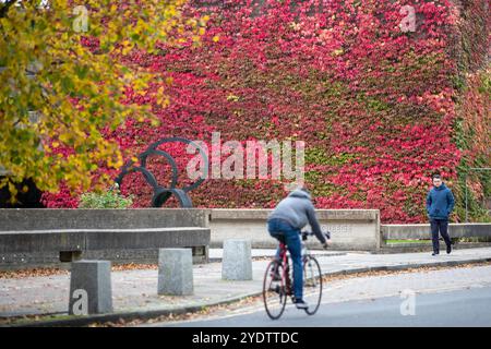 L'immagine datata 21 ottobre mostra una delle più grandi pareti della Gran Bretagna di Boston ivy, sul Churchill College dell'Università di Cambridge, che è diventata un tripudio di rosso. Foto Stock