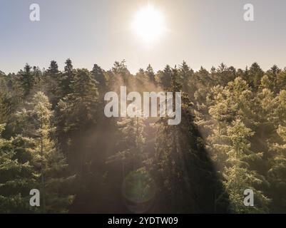La luce del sole illumina le cime degli alberi e crea un ambiente tranquillo: Calw, Foresta Nera, Germania, Europa Foto Stock