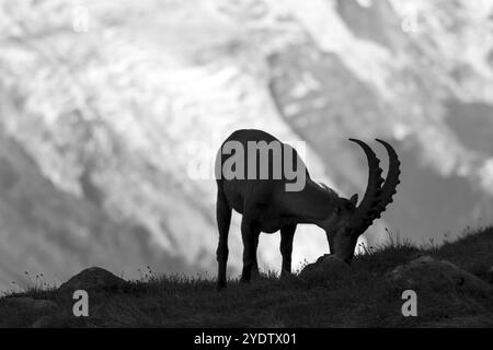 Stambecco alpino (Capra ibex), adulto maschio, pascolo, silhouette davanti al ghiacciaio, foto in bianco e nero, massiccio del Monte bianco, Chamonix, Francia, Europa Foto Stock