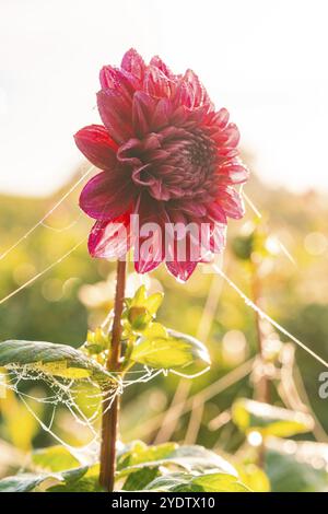 Una dahlia rosa in piena fioritura coperta da raffinate ragnatele alla luce del sole, Gechingen, Foresta Nera, Germania, Europa Foto Stock