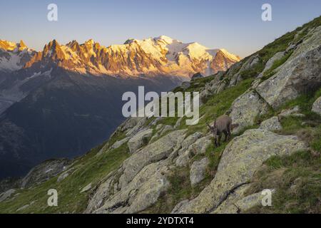 Stambecco alpino (stambecco Capra), maschio adulto, di fronte a un panorama montano al tramonto, vette Grandes Jorasses e Monte bianco, alpenglow, massiccio del Monte bianco, Foto Stock