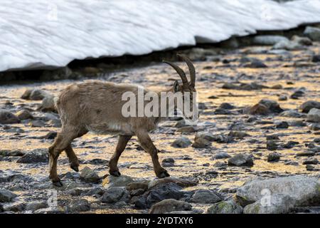 Stambecco alpino (Capra ibex), attraversamento di un fiume, alla luce del mattino, massiccio del Monte bianco, Chamonix, Francia, Europa Foto Stock