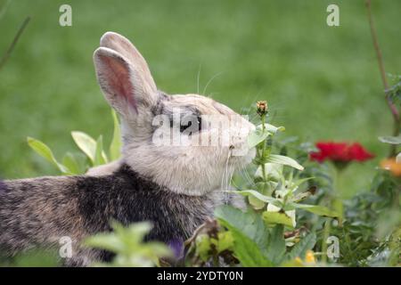 Coniglio (Oryctolagus cuniculus), ritratto, fiori, all'aperto, Pasqua, il simpatico coniglio ama i fiori nel giardino Foto Stock