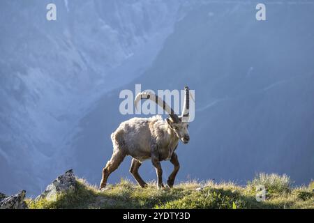 Stambecco alpino (Capra ibex), maschio adulto, alla luce del mattino, massiccio del Monte bianco, Chamonix, Francia, Europa Foto Stock