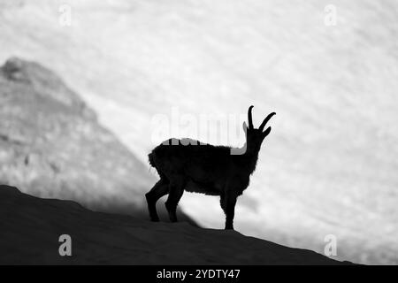 Stambecco alpino (Capra ibex), silhouette davanti al campo da neve, fotografia in bianco e nero, massiccio del Monte bianco, Chamonix, Francia, Europa Foto Stock