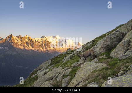 Stambecco alpino (stambecco Capra), maschio adulto, di fronte a un panorama montano al tramonto, vette Grandes Jorasses e Monte bianco, alpenglow, massiccio del Monte bianco, Foto Stock