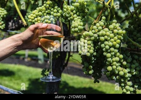 Sorreggere a mano un bicchiere di vino bianco sullo sfondo di frutta fresca accresciuta uva verde, vista ravvicinata delle aziende vinicole della valle di Okanagan, degustazione dei vigneti Foto Stock