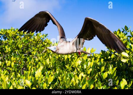 Adulto con i piedi rossi (Sula sula) che ritorna al nido delle isole Galapagos, patrimonio dell'umanità dell'UNESCO, Ecuador, Sud America Foto Stock