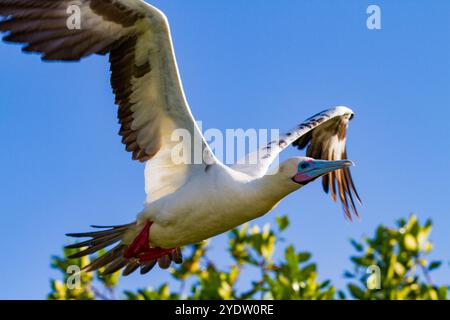 Adulto con i piedi rossi (Sula sula) in volo nell'arcipelago delle Galapagos, sito patrimonio dell'umanità dell'UNESCO, Ecuador, Sud America Foto Stock