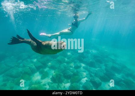 Fai snorkeling con il leone marino delle Galapagos (Zalophus wollebaeki) sott'acqua nell'arcipelago delle Galapagos, patrimonio dell'umanità dell'UNESCO, Ecuador Foto Stock