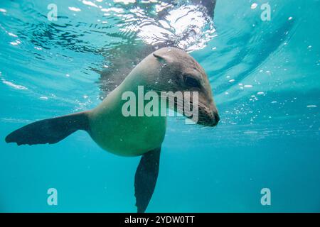 Giovane leone marino delle Galapagos (Zalophus wollebaeki) in gioco sott'acqua nell'arcipelago delle Galapagos, sito patrimonio dell'umanità dell'UNESCO, Ecuador Foto Stock