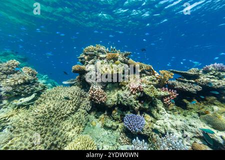 Una miriade di coralli duri e morbidi, nonché pesci tropicali sulla barriera corallina sana vicino al Volivoli Resort a viti Levu, Fiji, Pacifico meridionale, Pacifico Foto Stock