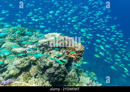 Una miriade di coralli duri e morbidi, nonché pesci tropicali sulla barriera corallina sana vicino al Volivoli Resort a viti Levu, Fiji, Pacifico meridionale, Pacifico Foto Stock