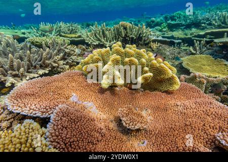 Una miriade di coralli duri e morbidi, nonché pesci tropicali della barriera corallina al Vatu-i-Ra Conservation Park a viti Levu, Figi, Pacifico meridionale, Pacifico Foto Stock