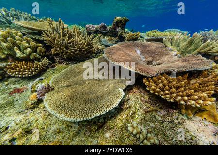 Una miriade di coralli duri e morbidi, nonché pesci tropicali della barriera corallina al Vatu-i-Ra Conservation Park a viti Levu, Figi, Pacifico meridionale, Pacifico Foto Stock