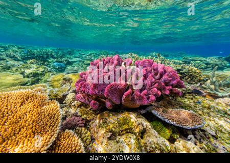 Una miriade di coralli duri e morbidi al Vatu-i-Ra Conservation Park a viti Levu, Figi, Pacifico meridionale, Pacifico Foto Stock