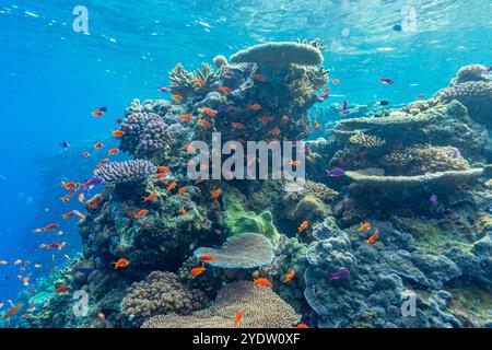 Una miriade di coralli duri e morbidi, nonché pesci tropicali della barriera corallina al Vatu-i-Ra Conservation Park a viti Levu, Figi, Pacifico meridionale, Pacifico Foto Stock