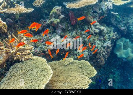 Una miriade di coralli duri e morbidi, nonché pesci tropicali della barriera corallina al Vatu-i-Ra Conservation Park a viti Levu, Figi, Pacifico meridionale, Pacifico Foto Stock