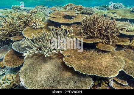 Una miriade di coralli duri e morbidi al Vatu-i-Ra Conservation Park a viti Levu, Figi, Pacifico meridionale, Pacifico Foto Stock