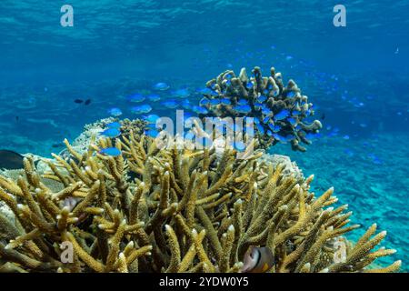 Una miriade di coralli duri e morbidi, nonché pesci tropicali della barriera corallina al Vatu-i-Ra Conservation Park a viti Levu, Figi, Pacifico meridionale, Pacifico Foto Stock