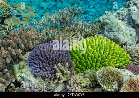 Una miriade di coralli duri e morbidi, nonché pesci tropicali della barriera corallina al Vatu-i-Ra Conservation Park a viti Levu, Figi, Pacifico meridionale, Pacifico Foto Stock