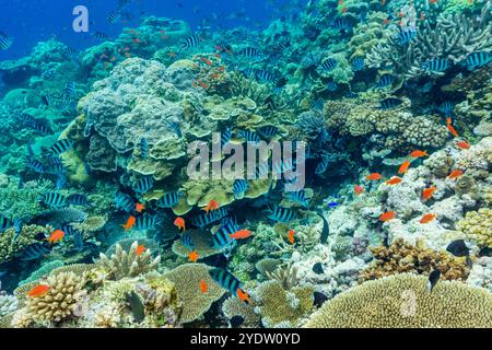 Una miriade di coralli duri e morbidi, nonché pesci tropicali della barriera corallina al Vatu-i-Ra Conservation Park a viti Levu, Figi, Pacifico meridionale, Pacifico Foto Stock