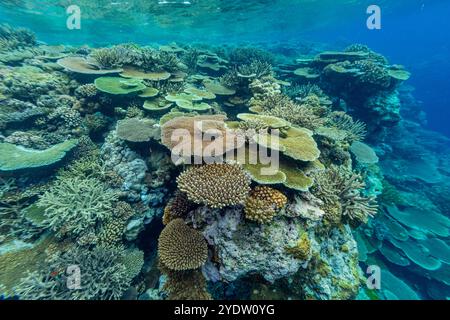 Una miriade di coralli duri e morbidi, nonché pesci tropicali della barriera corallina al Vatu-i-Ra Conservation Park a viti Levu, Figi, Pacifico meridionale, Pacifico Foto Stock