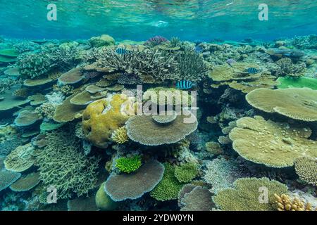 Una miriade di coralli duri e morbidi, nonché pesci tropicali della barriera corallina al Vatu-i-Ra Conservation Park a viti Levu, Figi, Pacifico meridionale, Pacifico Foto Stock