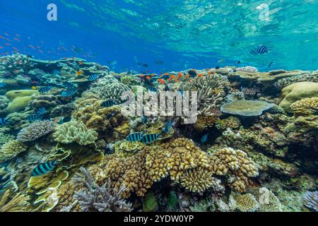 Una miriade di coralli duri e morbidi, nonché pesci tropicali della barriera corallina al Vatu-i-Ra Conservation Park a viti Levu, Figi, Pacifico meridionale, Pacifico Foto Stock