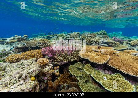 Una miriade di coralli duri e morbidi, nonché pesci tropicali della barriera corallina al Vatu-i-Ra Conservation Park a viti Levu, Figi, Pacifico meridionale, Pacifico Foto Stock