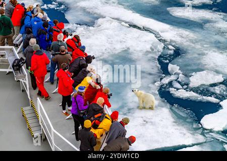 Un curioso giovane orso polare (Ursus maritimus) si avvicina all'esploratore del National Geographic nell'arcipelago delle Svalbard, Norvegia, Artico, Europa Foto Stock