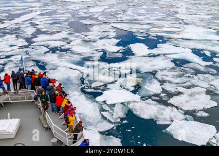 Un curioso giovane orso polare (Ursus maritimus) si avvicina all'esploratore del National Geographic nell'arcipelago delle Svalbard, Norvegia, Artico, Europa Foto Stock