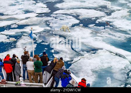 Un curioso giovane orso polare (Ursus maritimus) si avvicina all'esploratore del National Geographic nell'arcipelago delle Svalbard, Norvegia, Artico, Europa Foto Stock