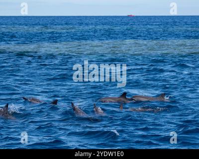 Avvistamento di delfini Spinner (Stenella longirostris), nuota nei pressi del Volivoli Resort Grounds su viti Levu, Figi, Pacifico meridionale, Pacifico Pacifico Foto Stock