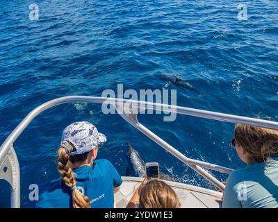 I turisti con il branco di delfini spinner (Stenella longirostris), che nuotano nei pressi del Volivoli Resort Grounds su viti Levu, Figi, Pacifico meridionale, Pacifico Pacifico Foto Stock