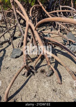 Piante di mangrovie rosse (Rhizophora mangle), con bassa marea vicino ai terreni del Volivoli Resort su viti Levu, Figi, Pacifico meridionale, Pacifico Foto Stock