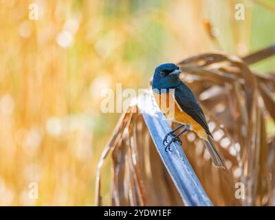 Vanikoro flycatcher (Myiagra vanikorensis), alla ricerca di insetti nel Volivoli Resort Grounds in viti Levu, Figi, Pacifico meridionale, Pacifico Foto Stock