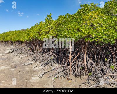 Piante di mangrovie rosse (Rhizophora mangle), con bassa marea vicino ai terreni del Volivoli Resort su viti Levu, Figi, Pacifico meridionale, Pacifico Foto Stock