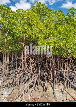 Piante di mangrovie rosse (Rhizophora mangle), con bassa marea vicino ai terreni del Volivoli Resort su viti Levu, Figi, Pacifico meridionale, Pacifico Foto Stock