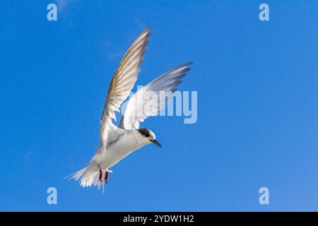 Terna antartica giovanile (Sterna vittata) in volo vicino a Tristan da Cunha, Oceano Atlantico meridionale Foto Stock